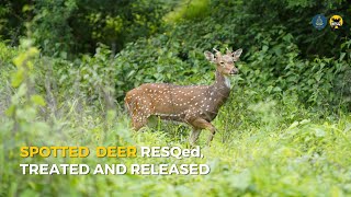 Spotted Deer Rescued, Treated and Released | RESQ CT, Pune 2023