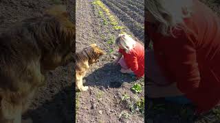 Cute German Shepherd Puppy Adventures #shorts