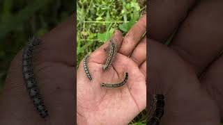 Tent Caterpillars🐛 #insects #shorts