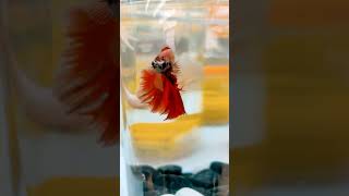 Beautiful betta fish ❤️❤️❤️