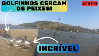 PESCA DA TAINHA COM AJUDA DE GOLFINHOS! INCRÍVEL