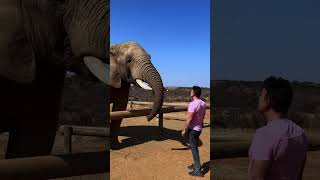 Big Fat Kiss By An Elephant!