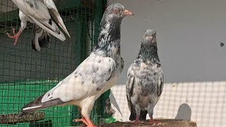 All india cup garmi main udhi hui mada ka joda lagaya #pigeon #pigeonbreedingtips #kabootar