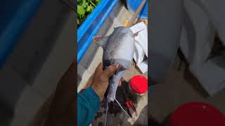 Cá lăng đuôi đỏ ăn mồi này#shorts #fishing #fish