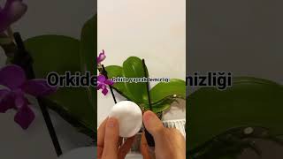 Orkide yaprak temizliği nasıl yapılır! #orchid #flowers #orchids #çiçek #plants #flower#orkidebakımı