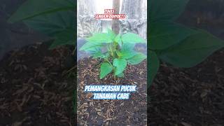 Pangkas Pucuk Tanama Cabe, Tunas Semakin Banyak #shorts #shortsyoutube #tanaman #tanamancabe