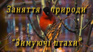 Заняття з природи - "Зимуючі птахи"