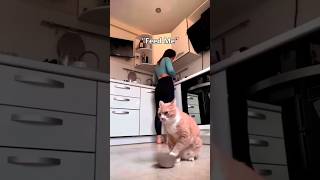 Feed me - Funny and cute cat and kitten 🐱