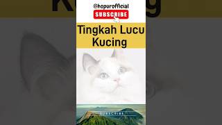 Tingkah Lucu Kucing #shortsvideo #shorts