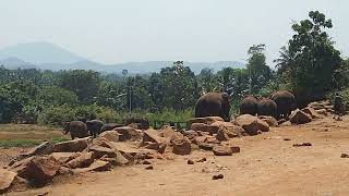 short elephant in pinnawala elephant orphanage අලි කොටා #udawalawa #elephant #elephantorphanage