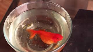 Goldfish sick he or she floats upside down