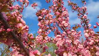 Double Pink Flowering Almond| Spring 2024