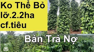 (Đã bán))Cần nhượng lại 2.2 ha cafe tiêu. Mặt tiền đường cấp phối nhà gỗ tạm có điện gần dân cư