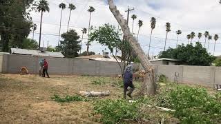 How to cut down a tree #11