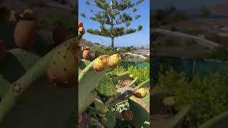 Prickly Pears, Greek Isles