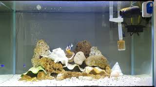 Saltwater Tank no corals 35 gallon