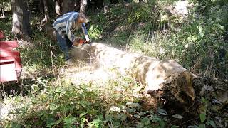 Ash Tree - Stihl Chainsaw - Ash Borer Victim - Miami County, Indiana