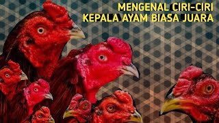 BENTUK-BENTUK kEPALA PADA AYAM BANGKOK