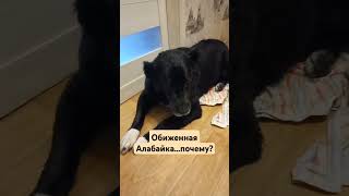 Почему Алабайка обиделась? #алабай #собака #буднипсихолога #психология #зоопсихология #животные