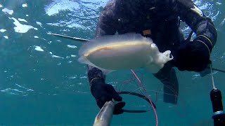 Pesca submarina en poca profundidad sepia y pulpos de principios de invierno