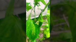 Thinking I’m Peter Pipper 🫑 🌶️ #gardening #louisiana