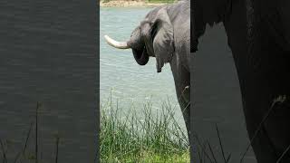 Elephant at Kruger National Park, South Africa.