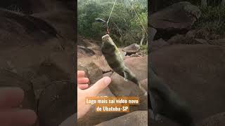 Baiacú bandeira. Vermelha do Norte, Ubatuba-SP. - Pescaria