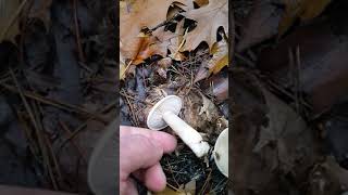 Рядовка мильна (Tricholoma saponaceum), Рядовка мыльная