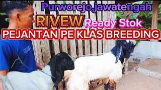 RIVEW HARGA DAN SPEK KAMBING PEJANTAN PE#kambingpe #kambing #goat