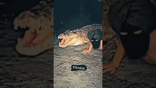 fitness 💪#shorts #crocodile #snake #fish #shortvideo