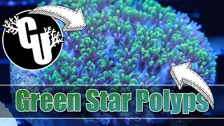 Green Star Polyps | GSP | Corals Unlimited