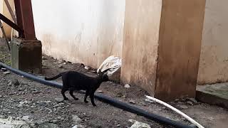 Philippine Pied Fantail Bird attacks Cat a.k.a. Black Panther