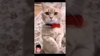 Funniest Videos 2022 😂 Funny Cats 🐱 #cute #cat #short #24