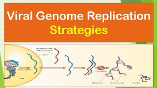 Virus Replication Strategies | DNA Replication | RNA Replication