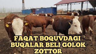 MOL BOQISH SIRLARI FAQAT BELI GALOK ZOTTOR BUQALAR