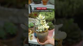 Succulent Ranking, From Easy to Super Hard Grow // Joy Garden Succulent #joygarden #succulent