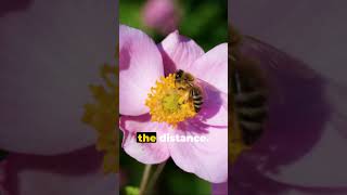 Dance of Honeybees: The Art of Survival Dance | Intriguing Facts #honeybee