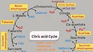 TCA cycle over all review/ What is Krebs Cycle? Plant Physiology lectures for BS Botany Zoology