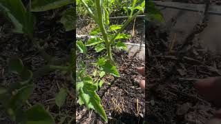 Always 🍅 stump aerate and remove early suckers 🍅