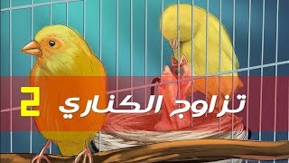 تزاوج الكناري خطوة بخطوة الجزء 2