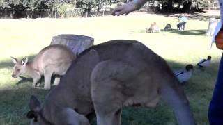 How easy it is to pet a Kangaroo