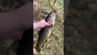 Fishing in the midlands for trout (Ireland)