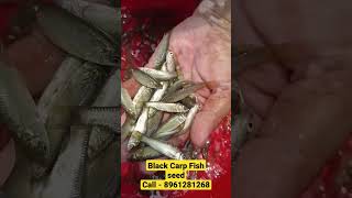 Black Carp Fish seed Available. #fish #fishing #fishingvideo #fishing