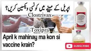 April k mahine ma kon si vaccine krain اپریل کے مہینے میں گائے بھینس بھیڑ بکری میں کونسی ویکسین