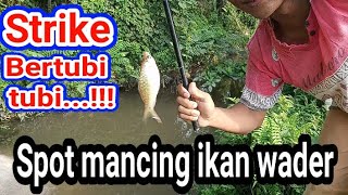 MANCING IKAN WADER/BENTER STRIKE BERTUBI-TUBI TANPA HENTI BRO...!!!