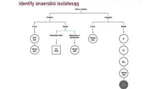 Part2 Anaerobes 1