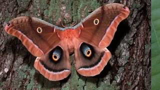 Insecta (44) - Beautiful Moth 2