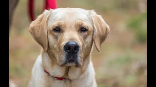 Arson K-9 Joins Fire Investigation Team