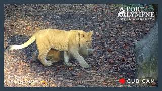 Lion Cub Cam Highlight | Cubs Playing with Boulder Cam Extended Cut