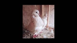 Chinese Owl Pigeon|| #foryou #foryouvideo #viral #viralvideo #youtubeshorts #trending #reels